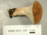 Hypomyces lateritius image