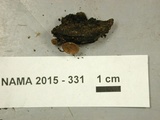 Tatraea macrospora image