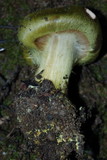 Cortinarius viridirubescens image