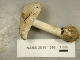 Amanita pseudovolvata image