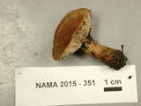 Lactarius quietus var. incanus image