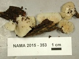 Crepidotus applanatus image