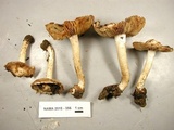 Inocybe fraudans image