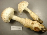 Amanita ravenelii image