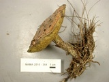 Suillus subalutaceus image