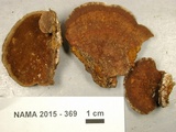 Phellinus gilvus image