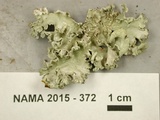 Parmotrema hypotropum image