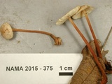 Gymnopus spongiosus image