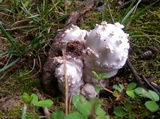 Amanita canescens image
