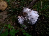 Amanita canescens image