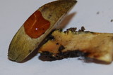 Cortinarius viridirubescens image