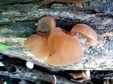 Auricularia americana image