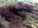 Cribraria cancellata var. cancellata image
