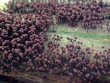 Cribraria cancellata var. cancellata image