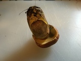 Lanmaoa pseudosensibilis image