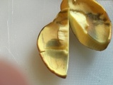 Lanmaoa pseudosensibilis image
