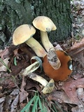Boletus vermiculosoides image
