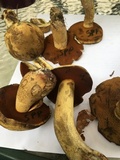 Boletus vermiculosoides image