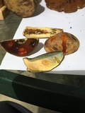Boletus vermiculosoides image