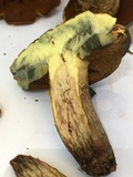 Boletus vermiculosoides image