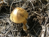 Amanita sect. Vaginatae image