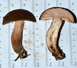 Tylopilus minor image