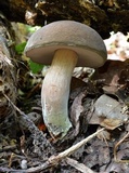 Tylopilus minor image