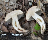 Tylopilus minor image