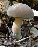 Tylopilus minor image