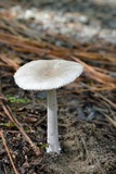 Amanita farinosa image