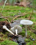 Amanita farinosa image