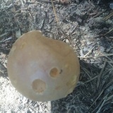 Tylopilus felleus image
