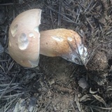 Tylopilus felleus image