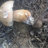 Tylopilus felleus image
