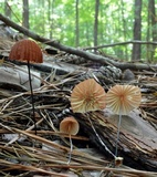 Marasmius siccus image