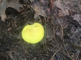 Pulveroboletus ravenelii image