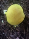 Pulveroboletus ravenelii image