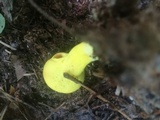 Pulveroboletus ravenelii image