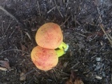 Pulveroboletus ravenelii image