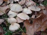 Entoloma griseum image