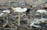 Entoloma subserrulatum image