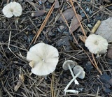 Entoloma subserrulatum image