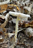 Lepiota clypeolaria image