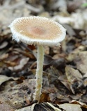 Lepiota clypeolaria image