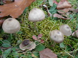 Entoloma griseum image