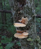 Crepidotus croceotinctus image