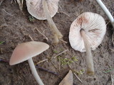 Entoloma griseum image