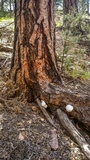 Reticularia lycoperdon image
