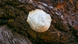 Reticularia lycoperdon image