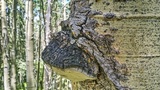 Phellinus tremulae image
